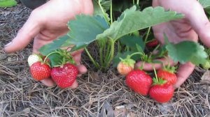 Клубника. Сорт Кимберли. Верхозин Юрий.