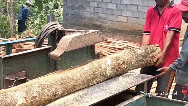 Menebang pohon jati langsung si serkel bahan kusen dan usuk - gergaji mesin Maestro MT6500L смотреть онлайн