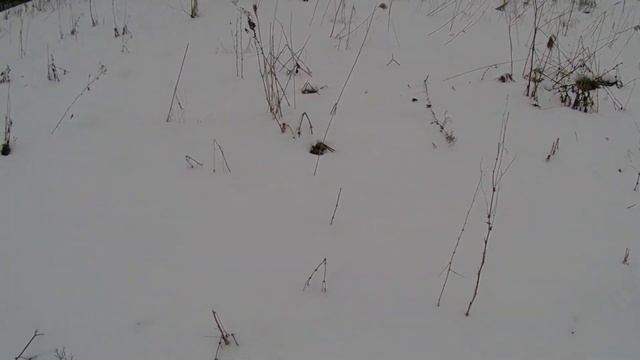 Охота на тетерева. Охота 2021 зима закрытие. смотреть онлайн