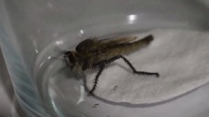 Ктырь: насекомое-убийца