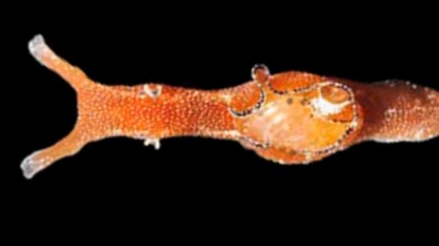 Facts: The Sea Hare смотреть онлайн