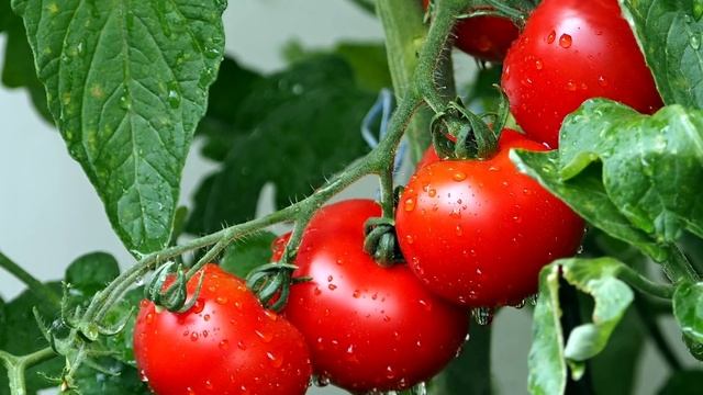 ТОМАТЫ В МИГ ЗАВЯЖУТСЯ ГРОЗДЯМИ ЩЕПОТКА ЭТОГО ТВОРИТ ЧУДЕСА! смотреть онлайн