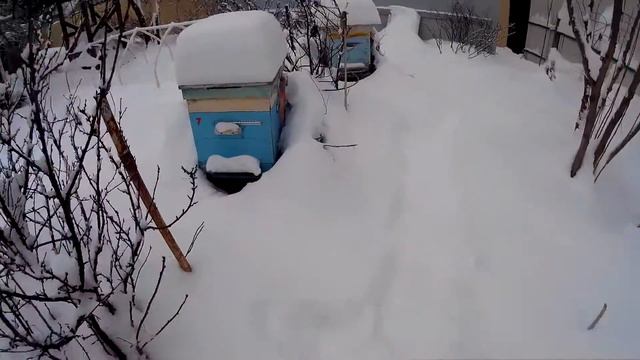 пчеловодство, проверил семьи на «Породу» и пчелка оказалась не карника смотреть онлайн