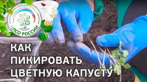 Как пикировать цветную капусту. Пикировка цветной капусты.