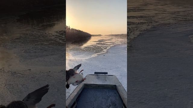Охота на утку в Астраханской области на аэролодке смотреть онлайн