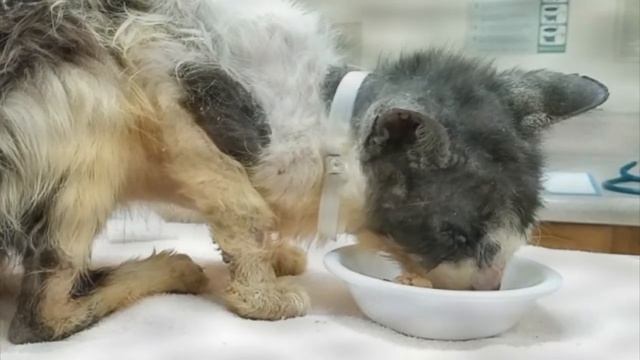 Кот более двух лет жил в пластмассовой коробке. ВОТ ЧТО С НИМ СТАЛО смотреть онлайн