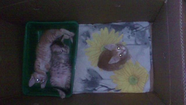 Веселые животные