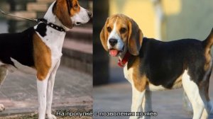 Эстонская гончая: описание породы, характер