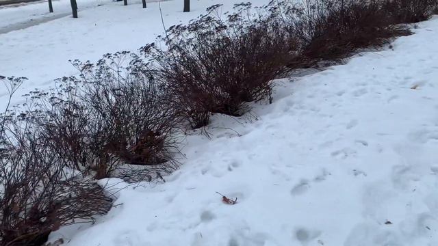 Микроклоны гортензии. Черенкую и пересаживаю. Живые изгороди в городе смотреть онлайн