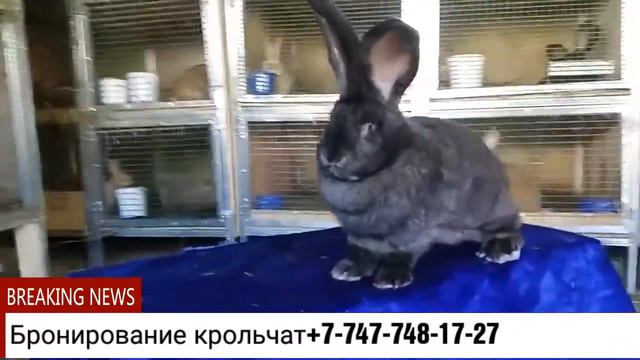 Купить кроликов великанов в Казахстане смотреть онлайн