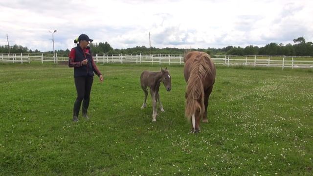 Родился "кривой" жеребенок смотреть онлайн