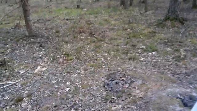 Вигвам в брянском лесу смотреть онлайн