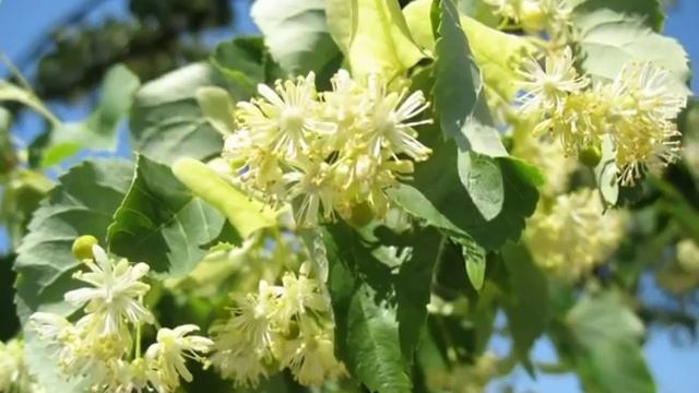 Іво Бобул, Лілія Сандулеса. А липи цвітуть смотреть онлайн