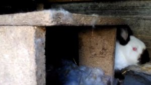 СКРЕЩИВАНИЕ КРОЛИКОВ ПОРОД КАЛИФОРНИЯ И ФЛАНДР