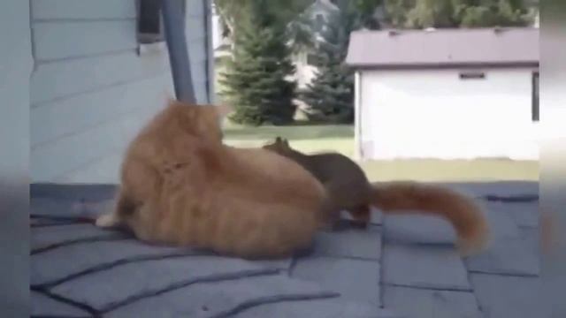 белка и кошка смотреть онлайн