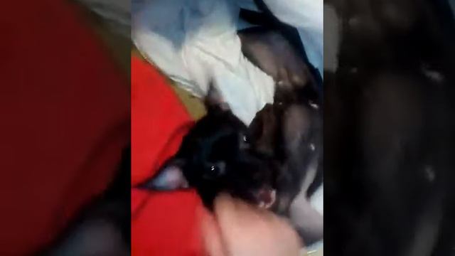 Той Терьер спрятался в одеяло смотреть онлайн