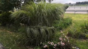 Заплетаем Мискантус