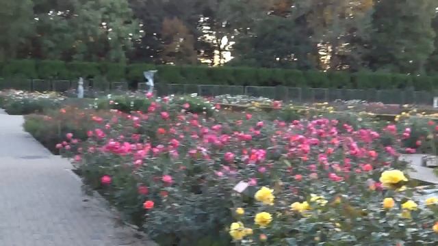 Япония. 2)Розы и георгины Ботанического сада Дзиндаи/Jindai Botanical Park Tokyo Metropolitan смотреть онлайн