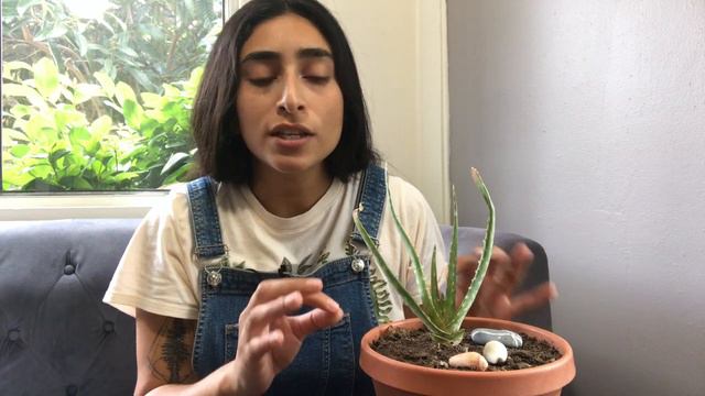 5 Plants For Your Home and Office смотреть онлайн
