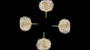 Видео для 3Д пирамиды. Голограмма из телефона