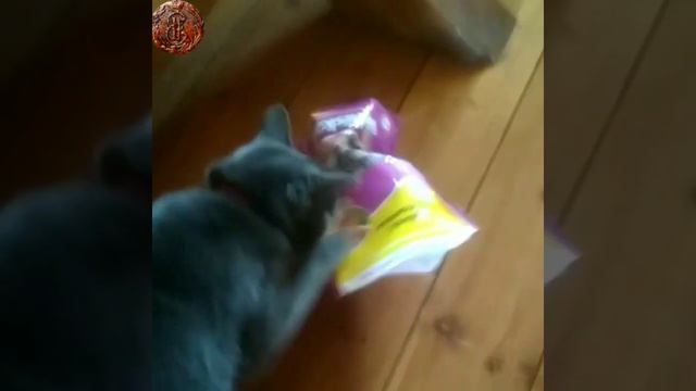 🇬🇧 English MOVIE. Funny cat eats Whiskas. Cats. 🇷🇺 Английский ролик. Смешной кот ест Вискас. Кошки. смотреть онлайн