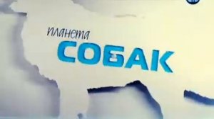 Планета собак 2011. Нидерланды. Кеесхонд