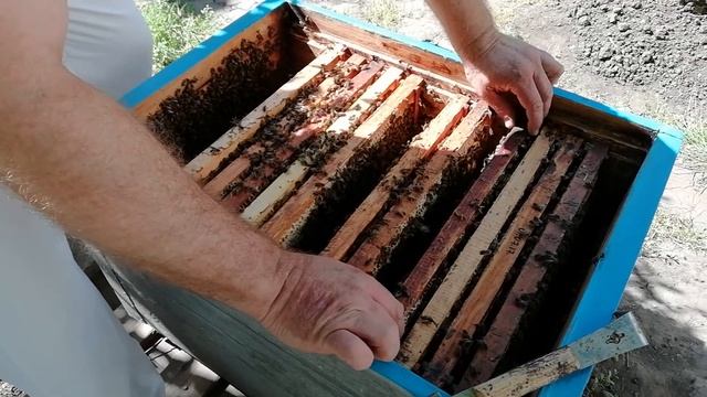 Прививка личинок и постановка на прием. смотреть онлайн