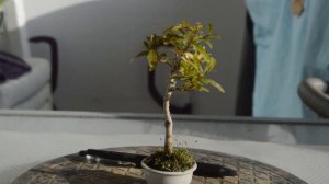 Бонсай из граната. Секреты выращивания, советы по уходу, рекомендации