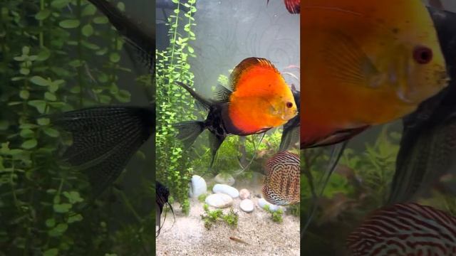 Аквариум с растениями и дискусами смотреть онлайн