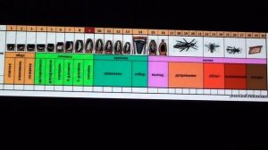 Пчеловодство. Календарь вывода маток - простое объяснение