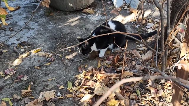 КРЫСЫ И КОТЫ, СКОЛЬКО СЛОВИЛИ КРЫС. смотреть онлайн