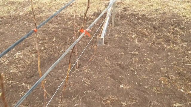Малина. Рассада Лонг Кей смотреть онлайн