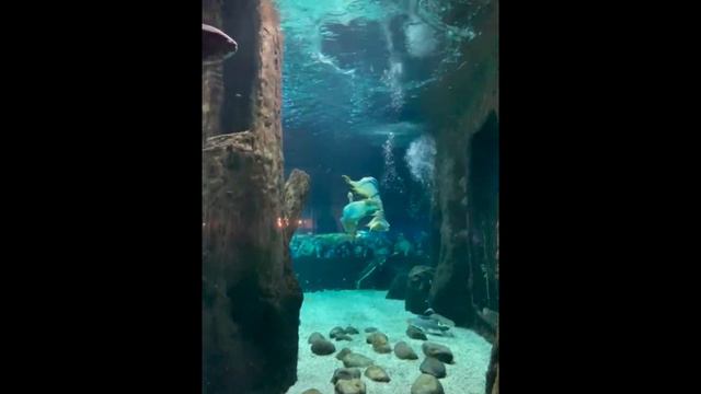 Москвариум. Москва смотреть онлайн