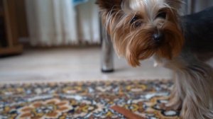 ПОДПИСЧИКИ УПРАВЛЯЮТ МОЕЙ ЖИЗНЬЮ! КОТ И КОШЕЧКА МУРКА ДЕЛАЮТ ВСЕ 24 ЧАСА!