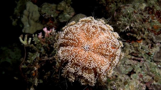 Дайвинг в Дахабе. Лайтхаус 05.08.2018 Diving in Dahab. Lighthouse. смотреть онлайн