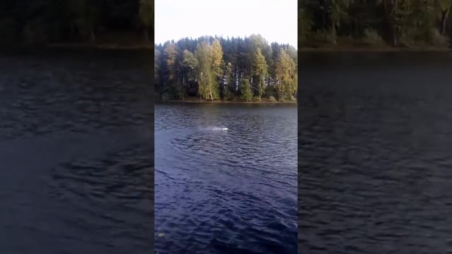 Самодельная лодка на двигателе из CD привода. смотреть онлайн