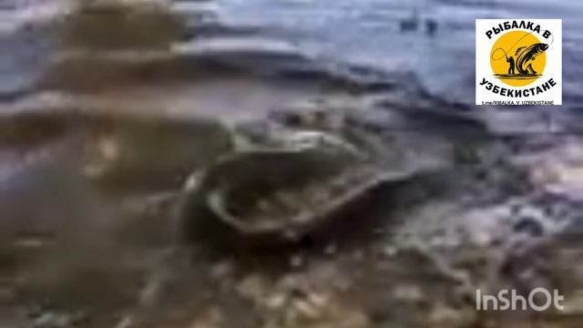 ГИГАНТСКИЙ СОМ С ВЕСОМ 127 КГ ДЛИНА 4 МЕТРА. РЫБАЛКА В УЗБЕКИСТАНЕ смотреть онлайн