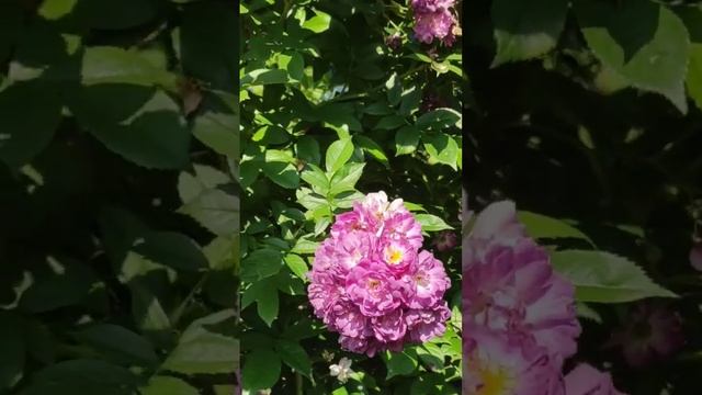 Троянда плетиста 