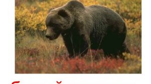 Животные озвученные звук