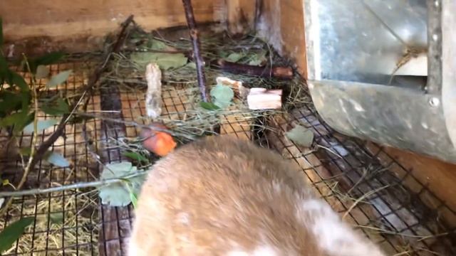 Сосед решил задушить наше хозяйство!!! Как белка в колесе смотреть онлайн