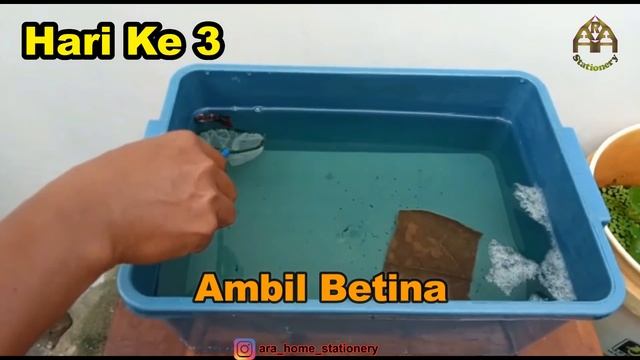 CARA MENGAWINKAN IKAN CUPANG SECARA LENGKAP .... PASTI BISA смотреть онлайн