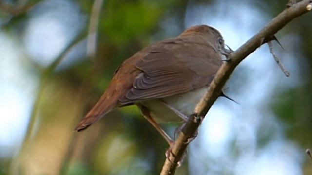 Ptice Hrvatske - Slavuj (Luscinia Megarhynchos) (Birds Of Croatia - Nightingale) (4/6)