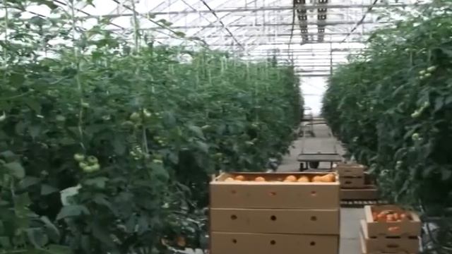 ОПАСНЫЕ ВРЕДИТЕЛИ смотреть онлайн