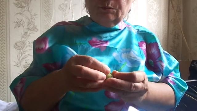 Орех созрел. Лесной орех ем