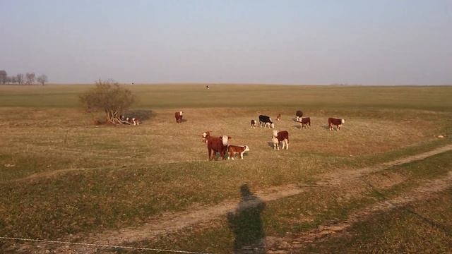 ДЕЛАЕМ НОВЫХ ГЕРЕФОРДОВ! #дикфарм #dikfarm смотреть онлайн