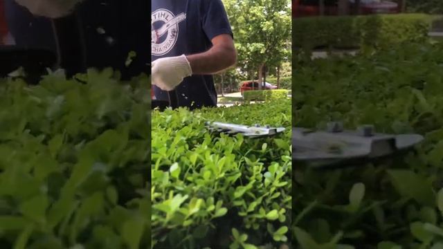 HSA 56 en acción - Cortacercos a batería смотреть онлайн