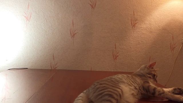 ВПХ. Дрессировка котёнка с нуля. Учим команды. Урок 3. Команда "На бочок" смотреть онлайн