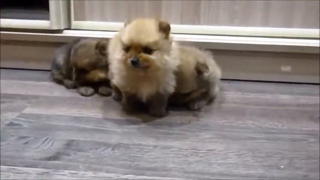 Крошки шпицули (1 месяц) смотреть онлайн