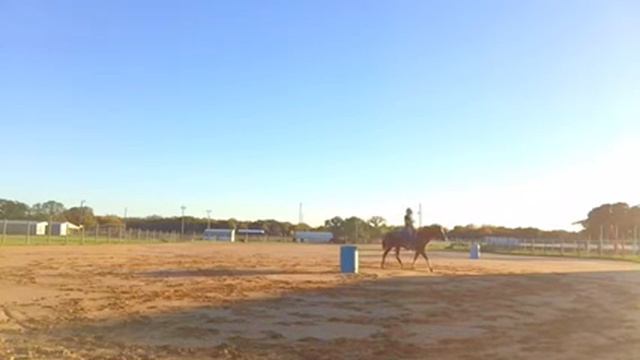 All around broke mare for sale смотреть онлайн