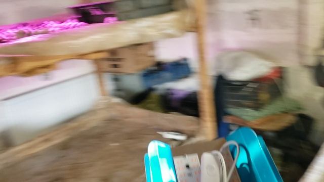 Фитолампы для выращивания саженцев ежевики и малины смотреть онлайн